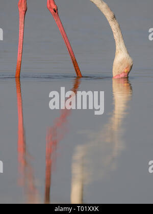 Plus de flamants roses (Phoenicopterus roseus) s'alimenter à Thol Bird Sanctuary, Gujarat, Inde Banque D'Images