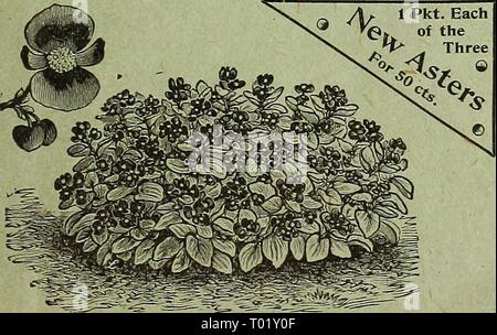 Dreer's garden : calendrier 1896 . dreersgardencale1896henr Année : 1896 Antirrhinum ' Niobe.' TROIS NOUVEAUX ASTERS. Aster, comète géante, la mariée. 5224. Aster n'est égal à ce splendide nouveauté dans la délicatesse de la couleur ou l'élégance de la forme. Les fleurs, sur l'ouverture, sont du plus pur blanc, changer à mesure qu'ils deviennent plus d'une belle nuance de rose, une transformation plus unique. Long, ondulé, les pétales de fleurs arrangées à l'apparence d'un chrysanthème japonais. Comme une fleur, que ce soit pour la décoration ou porté comme un bouquet de corsage, la couleur douce et fine form les rendent très souhaitable. Par pkt Banque D'Images