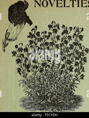 Dreer's garden : calendrier 1896 . dreersgardencale1896henr Année : 1896 Nouveautés dans des graines de fleurs. v Nouveautés et SPECIALTIES Antirrhinum ' Niobe.' TROIS NOUVEAUX ASTERS. Aster, comète géante, la mariée. 5224. Aster n'est égal à ce splendide nouveauté dans la délicatesse de la couleur ou l'élégance de la forme. Les fleurs, sur l'ouverture, sont du plus pur blanc, changer à mesure qu'ils deviennent plus d'une belle nuance de rose, une transformation plus unique. Long, ondulé, les pétales de fleurs arrangées à l'apparence d'un chrysanthème japonais. Comme une fleur, que ce soit pour la décoration ou porté comme un bouquet de corsage, le Banque D'Images