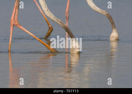 Plus de flamants roses (Phoenicopterus roseus) s'alimenter à Thol Bird Sanctuary, Gujarat, Inde Banque D'Images