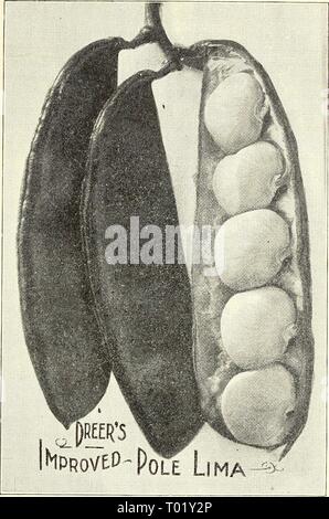 Dreer des maraîchers de la liste des prix de gros : les graines de légumes fiable, jardin, outils, engrais, etc .1904dreersmarketgard DREEIfS henr Année : 1904 MARAÎCHERS' LISTE DES PRIX DE GROS. Les variétés de haricots mange la cire-suite. Wardwell Rein de cire. L'un des meilleurs haricots jaunes, télévision, portant des gousses, d'un délicat jaune cireux, sans fil et cassants, produisant une récolte lourde Il est extrêmement robuste et très robuste de la croissance, beaucoup plus que la plupart des variétés de haricots mange la cire (^t., 30 cts.  ; 4 qts., ^l.io ; Pk., ^1,90 ; bu., ^7.50. L'amélioration de cire noire prolifique. [Cylinde)- Cire) Banque D'Images