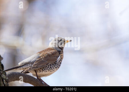 F Turdus sur une branche dans le parc Banque D'Images