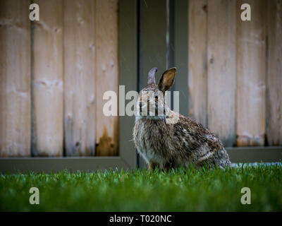 Un lapin de montagne dans l'arrière-cour au cours de la pluie Banque D'Images