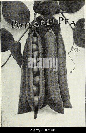 Dreer des maraîchers de la liste des prix de gros : fiable des semences de légumes, graines de fleurs, jardin, outils, engrais, insecticides, etc . dreersmarketgard1923henr Année : 1923 DREERS MARAÎCHERS' LISTE DES PRIX DE GROS 19 >Dreer^s sélectionné des petits pois-LAXTOIVIAN continue. (Voir coupe.) peut être classé comme un nain Gradus, qui ressemble à celle de la variété, sauf qu'il ne s'agrandit d'environ 18 pouces de haut. La vigueur des vignes- que la croissance, ce qui leur permet de résister aux conditions météorologiques inadaptées à certaines variétés et les gousses sont bien rempli de gros pois. 'Alors que la culture ne vient pas à échéance Banque D'Images