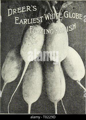 Dreer des maraîchers de la liste des prix de gros : fiable des semences de légumes, graines de fleurs, jardin, outils, engrais, insecticides, etc . dreersmarketgard1923henr Année : 1923 DREERS MARAÎCHERS' LISTE DES PRIX DE GROS RADIS 21 CARDINAIi GliOBE DREER est sélectionné. (Voir coupe.) C'est le radis rouge vif qui est prêt pour le marché à une date très tôt et se heurte toujours à une vente prêt. Les radis se développer une forme sphérique, et la peau est d'une plus brillante couleur rouge cardinal, chair blanche. Il restera beaucoup de chaleur et par conséquent c'est un ancienne auick, et la qualité est Banque D'Images