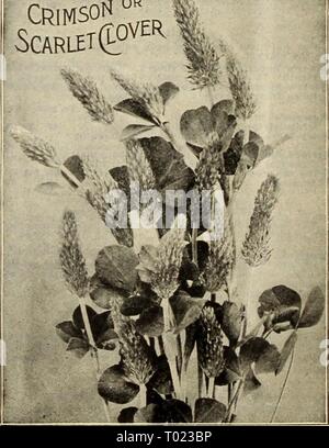 Dreer's market Gardener's wholesale price-list : fiable 1926 graines potagères, graines de fleurs, jardin, outils, engrais, insecticides, etc . dreersmarketgard1926henr Année : 1926 Ba. 100 Iba.  !Ii7 50 50 00 7,0 50 - OO' 75 ::c OO 1450 45:25 OO 400 0O 5 OO : !0 OO un 75 ::o oo " 25 27 OO Com, variétés de terrain Pk. 14 lbs. Pusey Dent jaune Nuage *1 25 Karly 100-L)ny Itristol 115 Barly Mastodon 125 J'edrick perfectionné Golden Beauty 1 eaniini^^J 25 : graines de courge 115 Blanc 125 Comté de Johnson début Tello" Canada Silex. Com-Elnsilage Ensilafce Coll rouge. . Le maïs fourrage sucré. L'avoine Linc Banque D'Images