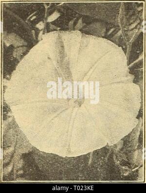 Dreer's garden réservez pour 1945 . dreersgardenbook henr QSW1945Année : 1945 Morning Glory, Pearly Gates Banque D'Images