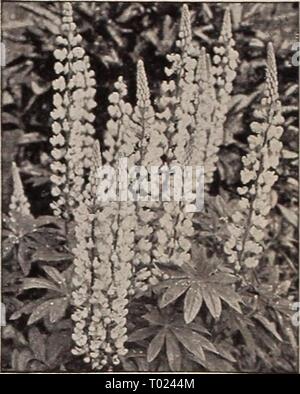 Dreer's garden book pour 1941 . dreersgardenbook1941henr Année : 1941 Crystal Palace, Lobelia Lobelia compacta ® gratuitement l'été et l'automne bloomers. 2811 Pierre (Nouveau). Un nain plantes couvertes avec des fleurs bleu clair. Pkt. 20c, 75c 2813 pkt grande Cambridge bleu. Très belles plantes compactes avec la grâce de la lumière et d'un feuillage vert bleu clair voyante fleurs. Pkt. 25c ; grand pkt. 75c 2815 Crystal Palace compacta. Riche d'un bleu profond des fleurs ; son feuillage foncé. 4 pouces. Pkt. 15c ; grand pkt. 60c 2820 Campacta mixte variétés. Un Pkt 10c ; grand pkt 50c. 2825 speciosa. Un riche fleurs bleu outremer ; feuillage bronzé Banque D'Images