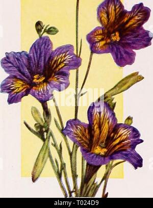 Dreer's garden book 1939 : 101 ans de semences de qualité Dreer bulbes plantes . dreersgardenbook1939henr Année : 1939 #  9 belles fleurs annuelles pour chaque jardin 3825 Salpiglossis, violet et or. Pkt. 10c ; une pkt. 40c ; ^4 oz. 60c. Banque D'Images