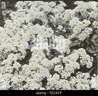 Dreer's garden book pour 1947 . dreersgardenbook1947henr Année : 1947 Amaranthus Amaranthus Aurora-^^'''''''''' ® Feuillage brillant avec des annuelles plus prospère dans un climat chaud et ensoleillé et un sol qui n'est pas trop riche mais contient une am- ple fourniture de chaux. 3 S à pieds. 1089 Aurora. Un brillant au-dessus de la tête carmin, rouge, jaune et son feuillage vert foncé. 3 pi. de hauteur. Pkt. 25c ; grand pkt. 7Sc. 1091 Le Lever du Soleil. Feuillage pourpre bronze terminé par une grande touffe de feuilles de carmine-écarlate. Très efficace. ISc Pkt. ; grand pkt. SOc. 1093 Tricolor splendens (Joseph's Coat). Feuillage panaché voyantes wi Banque D'Images