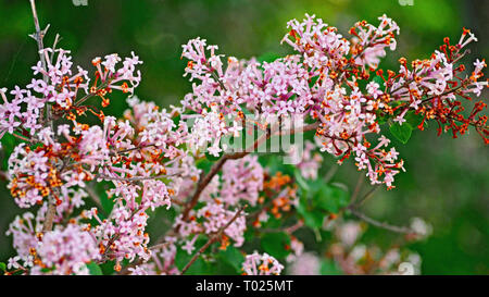 En fleurs fleurs Fumaria dans l'été Banque D'Images