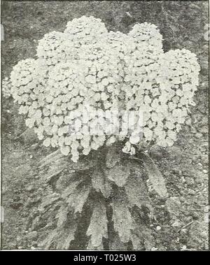 Dreer's garden book pour 1947 . dreersgardenbook1947henr Année : 1947 Dreer est fiable des graines de fleurs de vigne d'oiseaux Canaries § Tropaeoluni peregrinuin ® 170'7 Un très populaire en particulier pour grimpeur annuelle des sections du refroidisseur, l'ours- ment de grandes quantités de fleurs jaune frangé, gracieusement au cours de l'été et l'automne. Plus de succès si cultivé à l'intérieur dans de petits pots individuels pour le repiquage en plein air après le gel. Pkt. 13c ; larse pkt. 50C. Thlaspi-'&"'* ® une splendide pour les lits, des frontières, rock gar- dens, etc. plus la masse le mieux l'effet. Sow n'importe quel moment au cours du printemps. Hauteur 12 pouces. May-Jul Banque D'Images