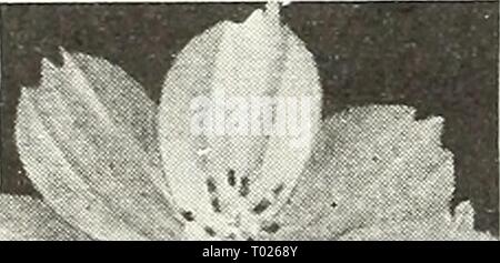 Dreer's garden book pour 1947 . dreersgardenbook1947henr Année : 1947 Extra-Early Dazzler Cosmos Sensation Géant le plus tôt de toutes les fleurs de Cosmos plusieurs semaines d'avance sur tous les autres. A vraiment merveilleuses fleurs de taille exceptionnelle et artistique bien-forme arrondie. La qualité de son nouveau type. 3 à 4 ft. 2037 Crimson. Une couleur très riche. 2046 Dazzler. Le bien-formé, de larges pétales fleurs sont un ap- peler deep crimson amarante. 2038 Pinkie. Une magnifique rose clair. 2039 La pureté. Fleurs blanches exquises. Au-dessus de l'Atiy : Pkt. iSc ; grand pkt. 30c ; ^ oz. 60c. Sensation 2040 mixte. Inclut les trois col Banque D'Images