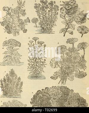 Dreer's garden : calendrier 1881 . dreersgardencale1881henr Année : 1881 K 48 Dreers Calendrier de jardin. Banque D'Images