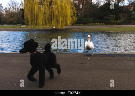 Caniche noir peur d'un cygne blanc dans Regent's Park, à Londres. Scène amusante Banque D'Images
