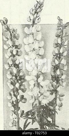 Dreer's garden book pour 1947 . dreersgardenbook1947henr Année : 1947 Crystal Palace, Lobelia Lobelia compacta Lobélies ® sont le printemps et l'été splendide et les bloomers variétés compactes sont indispensables pour les lits et des frontières où ils sont utilisés comme un délignage. Ils aiment la météo. 2812 robe bleu. A une splendide variété de croissance compacte couverts avec de belles fleurs bleu clair. Pkt. 20c ; grand pkt. 60c. 2813 Cambridge bleu. Une des plantes compactes avec la grâce de la lumière flux bleu- ers. ISc Pkt. ; grand pkt. 60c. Crystal Palace 2815 compacta. Riche d'un bleu profond des fleurs ; son feuillage foncé. 4 pouces. Pkt. ISc ; larg Banque D'Images