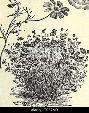 Dreer's garden : calendrier 1903 . dreersgardencale1903henr Année : 1903 Balloon Vine. L'Asparagus sprengeri. ASPERULA ODORATA. (Sweet Woodruff.) par PKT. 1241 Un vieux favori, cultivé pour ses feuilles et tiges parfumées, qui, lorsqu'il a séché, n'ont pas une odeur comme un--nouveau foin fauché, et sont utilisés pour classer parmi les vêtements, etc. ; également utilisé en Allemagne pour la saveur'- mait, raik' ou peut le vin, im- Se séparer un agréable bou- quet sur ce célèbre bever- age ; mieux progressé parmi les arbustes, bois ou dans d'autres postes semi-ombragées où il peut demeurer intacts ; fleurs blanches1 5 AURICULA. (Primula auricula Banque D'Images