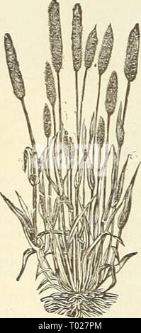 Dreer's garden : calendrier 1891 . dreersgardencale1891henr Année : 1891 Reu 1 op. "BtAh Ray-grass anglais. Fétuque ovine. Banque D'Images