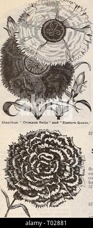 Dreer's garden : calendrier 1897 . dreersgardencale1897henr Année : 1897 68 DREER EST FIABLE des graines de fleurs. Dianthus ou roses. Un magnifique genre, englobant une partie du plus populaire des fleurs dans la culture, la production d'une grande variété de couleurs brillantes et profusion de fleurs. Les Chinois et Japonais de la première saison de floraison des variétés, les mêmes que les annuelles rustiques ; hauteur 1 pied- DOUBLE variétés annuelles. PEKPKI 5720 Dianthus chinensis Fl. PI. (La Chine ou Indian rose). Le double mixte. Par oz. 30 cts 55730 Heddewigi - Fl. PI. (Double Japon rose). Le double mixte. Des couleurs plus riches du crim velouté Banque D'Images