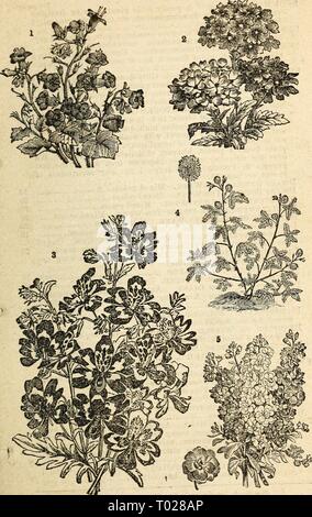 Dreer's garden : calendrier 1877 . dreersgardencale1877A Brassard à usage unique pour adulte henr Année : 1877 Dreer's Garden Calendrier. 71 1. Whitiavia. 2. Verben un hybride. ScuiZA&gt ;(Tin;6. 4. Des plantes sensibles. 5. Lar&lt;je-Flowerin(j Dwarf Tex Semaine des sauces. Banque D'Images