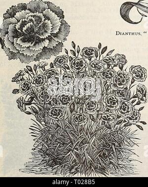 Dreer's garden : calendrier 1896 . dreersgardencale1896henr Année : 1896 Banque D'Images