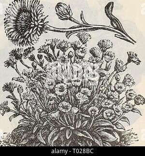 Dreer's garden : calendrier 1898 . dreersgardencale1898henr Année : 1898 Banque D'Images