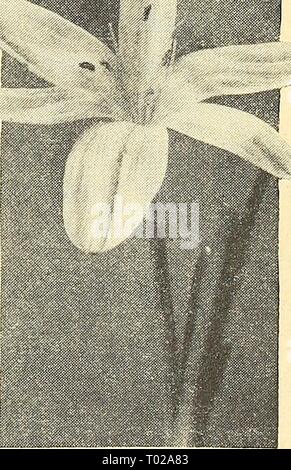 Dreer's garden réservez pour 1945 . dreersgardenbook henr QSW1945Année : 1945 Lycoris Lycoris radiata 40-630 rcsdiai-o Septembre Spider Lily Commandez maintenant pour une livraison en juillet et des plantes à la réception pour fixer les fleurs cette année. Placer trois bulbes dans un pot de cinq pouces. Si plantés après août, ils seront probablement développer uniquement le feuillage. Les feuilles apparaissent après les fleurs rose-saumon qui apparaissent de septembre à novembre. De plus en plus garder le feuillage pendant l'hiver et au printemps. Les étamines saillantes, ajouter un intérêt considérable. Ceci est souvent appelé à tort Jonathan Cerrada-mon Paradis ou Guernesey Lily. Bulbes : mammouth 3 pour 40c ; 1 Banque D'Images