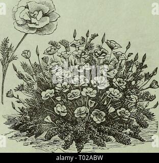Dreer's garden : calendrier 1881 . dreersgardencale1881DICTAMNU henr Année : 1881 ; ;ella variété. Utilisation des fleurs doubles uniquement ; bien qu'il toujours pro- duces certaines plantes à fleurs simples ; hauteur, 4 pouces. Pkt., 25 cts. ' DELPHINIUM, Cashmerianum. Une nouvelle plante vivace Larkspur, produisant de très fines du moine bleu foncé-capot-comme des fleurs sur les tiges, de 15 pouces de haut, en corymbes, de six personnes ou plus. Pkt., 25 cts. DELPHINIUM, Ranunculiflora Nana (Ranunculus Nain fleur violet brunâtre Larkspur). Cette nouvelle variété se développe 15 pouces de haut, et forme un bouquet compact en forme de colonne, avec de nombreuses épines de shining b Banque D'Images
