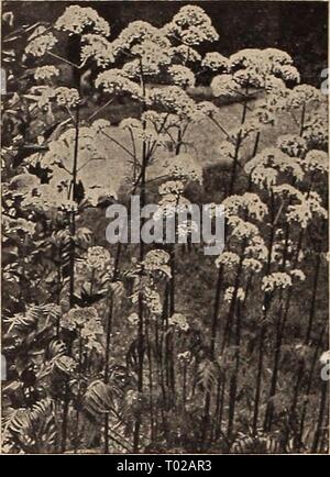 Dreer's garden book pour 1942 . dreersgardenbook1942t henr Année : 1942 DREER'S HARDY PLANTES VIVACES Tntoma-Kniphofia Red-Hot Poker, 17-604 {Pfltzeri Fleur Flamme Flamme Everblooming fleur). 3 à 4 pieds. Orange riche-écarlate. Août à Octobre. 30c chaque ; 3 pour 85c ; 12 pour S3.00. 17-602 Russells Gold. Un earlj'- variété à fleurs avec des fleurs jaune d'or. De taille moyenne. 30c, 3 pour chaque S5c ; 12 pour S3.00. Troll !US-Globe/descente ® 17-843 Nouveau Devonshire. Un choix vraiment la nouveauté. Les globes sont orange brillant 2 à 3 pouces de diamètre et sont le type d'impulsion ouverte que faire un tel spectacle dans le g Banque D'Images