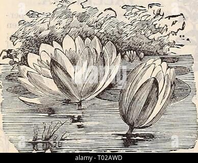 Dreer's garden : calendrier 1897 . dreersgardencale1897henr Année : 1897 Zinnia elegans, Double. PEK PKT. parfaitement formé, très doubles et de couleurs frappantes . 10- 6783 Pompone Double. Fleurs en forme de cône ; technique mixte . 106791 Zebra. Une très jolie souche de fleurs à rayures. Comme les couleurs varient pour chaque plante, ils présentent un curieux que l'UEO, en tant que belle apparence 10 Graines de nénuphars et de sports aquatiques. Des semis de plantes de toutes sortes a un charme particulier et de fascination, et quelques remarques sur la culture des nénuphars à partir de semences peut être de service. Le sol devrait être exactement la même que celle qui est utilisée pour Banque D'Images