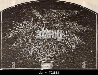 Dreer's garden : calendrier 1896 . dreersgardencale1896henr Année : 1896 78 MEILLEURES PLANTES POUR LE JARDIN ET SERRE. AMARYEEIS. Belle floraison classiques, qui doivent trouver leur place dans chaque jardin. Ils vigueur facilement, sont admirables pour la culture en pot, et par le soin approprié peut être eu en fleurs pendant toute l'année. {FormOSiSSima Jacobean Lily). Crimson, fleurit au début de l'été. 15 cts. Chaque ; 1,50 $ par douz. Les hybrides de vittata. Rayé rouge et blanc. 50 cts. chaque. JolinSOlli. Très grande fleur d'une couleur rouge cramoisie, rayé de blanc. 50 cts. Chaque ; 85,00 $ douz. Vallota purpurea '{Scarboro Banque D'Images