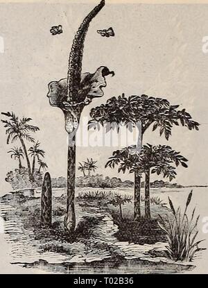 Dreer's garden : calendrier 1897 . dreersgardencale1897henr Année : 1897 Amorphophallus Rivieri. Caladium esculentum. Caladiums sont trop lourds pour être envoyés par mail, ex- cepting la plus petite taille ; ajouter à eux 2 cts. chacun pour les frais d'un des plus efficaces dans les plantes cul- tivation de la frontière ou à la plantation de fleurs sur la pelouse ; il poussera dans n'importe quel bon sol de jardin, et est des plus facile à la culture. Pour obtenir le meilleur résultat il devrait être planté où il va obtenir beaucoup d'eau, et une abondance de compost riche. Feuillage vert clair. Lorsqu'elle est pleine taille 6 pieds de haut, et présente d'énormes le Banque D'Images