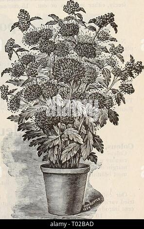 Dreer's garden : calendrier 1896 . dreersgardencale1896henr Année : 1896 Lois C. Haettel. Caryopteris Mastacanthus. (Blue Spir.'EA.) Banque D'Images