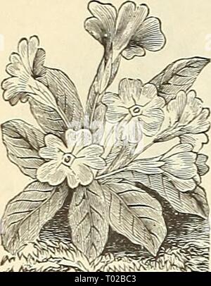 Dreer's garden : calendrier 1891 . dreersgardencale1891henr Année : 1891 80 DREER EST FIABLE SEEDS Primula vulgaris. Banque D'Images