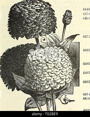 Dreer's garden : calendrier 1903 . dreersgardencale1903henr Année : 1903 Giroflée Double. Les zinnias. 5040 VlNCA. Zinnia, Double Nain. 4464 44(564480 (la jeunesse et la vieillesse.) Le Zinnia est l'un des plus brillants et voyante de plantes annuelles, et a longtemps été un grand favori. Les semences peuvent être semées tôt dans le foyer et d'une transplantation, ou semées plus tard en pleine terre. Ils entrent en fleur au début de l'été, et si les fleurs sont conservés cut ils continuent à fleurir jusqu'à gel dur. Par PKT. 4445 Nain Double blanc.. 5 4443 5 4444 5 Orange écarlate, 4446 rose saumon 5 4441 5- 4442 Jacqueminot Canaries. Banque D'Images