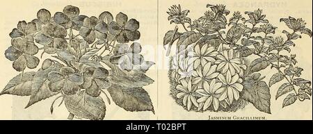 Dreer's garden : calendrier 1886 . dreersgardencale1886henr Année : 1886 96 DREER'S GARDEN CALENDRIER. IlIPATlENS SULTANI. IRIS GERMANICA. Ces sont propres, robuste, rustique, lierliaceons phuits ins- le début de la floraison, avec de grandes fleurs ornementales d'ricli ami ele- gantly couleurs mélangées de façon exquise, avec des rayures vio- let, violet, ou des lignes bronzé, sur un liirhter la masse. Bariensis. AVhite, bordé de lilae. Comte de Sainte-claire. Blanc, violet à l'ombre. Hericartiaua. Le bleu clair. Iloiiorabilis. Orani^e, pétales inférieurs Brown. Juliette. M'hite, edge, violet sur fond bleu. 31adaine Chereau. AVhite, avivés, de violet. Banque D'Images