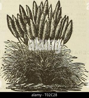 Dreer's garden : calendrier 1889 . dreersgardencale1889henr Année : 1889 ARUNDO. Doiiav. Un magnifique hardy grass et atteint une^'hei ht de 15 pieds, et la formation de touffes denses. Il sliould pas être dérangés, car elle augmente la vigueur et l'attractivité de dans une année à l'autre. vear 25 cts. de l'article 1.00 chaque. Donax variegata. Une plante à feuilles caduques, va- riegated ; bambou 'feuillage vert et blanc crème, conservant ses couleurs vives et fraîches jusqu'au gel ; G croissante à s lifgh les pieds, de forme gracieuse et belle habitude. 30 cts. Pour 1 $ chacune.  =r€5^ ''- ArU.SDO 0ONAX. L'herbe de la pampa. (Gynerium Argenteum.) L'un des plus ce'eti Banque D'Images