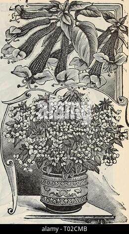 Dreer's garden : calendrier 1897 . dreersgardencale1897Année : 1897 iiiliiiiilfjr henr1 Baquois. Banque D'Images