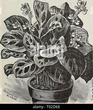 Dreer's garden : calendrier 1898 . dreersgardencale1898henr Année : 1898 Lotus. Banque D'Images