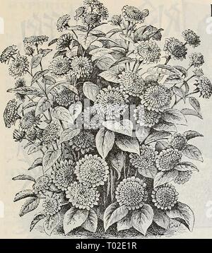 Dreer's garden : calendrier 1898 . dreersgardencale1898henr Année : 1898 Sélectionnez VIVACES. 143 Helianthus Multiflorus Fl. Pl. HEMEROCAI^LIS. Le TOURNESOL Helianthus Hardy). HeliautllUS MllltifloinS Fl. PI. {Jlower- Stm Hardy double). L'un des plus utiles de l'ihe les plantes vivaces en produc- tion. Il est parfaitement rustique et produit son grand lit Dahlia-comme la golden-fleurs jaunes en grande profusion tout l'été et l'automne. (Voir coupe) Helianthus Maxhnilliana. Une simple fleur plus gracieux- variété, passant de 5 à 7 pieds de haut, continuant en fleur très tard en saison. Les fleurs sont p Banque D'Images