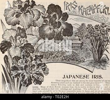 Dreer's garden : calendrier 1898 . dreersgardencale1898henr Année : 1898 144 SÉLECTIONNER VIVACES. IRIS japonais. Ces magnifiques Iris sont parmi les plus belles de l'été notre flowerino ; plantes et sont destinés à devenir de grands favoris. Thej' com- mence au début de floraison en juillet et continuer en fleurs pendant cinq ou six semaines. Beaucoup de ces fleurs mesurent de 10 à 12 pouces de diamètre et presque rivaliser avec les orchidées dans leur riche coloriages et marquages. La collection de 25 variétés ici énumérés ont été choisis pour nous par les principaux responsables maison au Japon, et nous sommes assurés que les co Banque D'Images