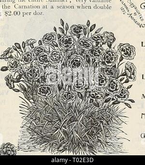 Dreer's garden : calendrier 1899 . dreersgardencale1899henr Année : 1899 Banque D'Images