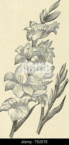 Dreer's garden : calendrier 1874 . dreersgardencale1874henr Année : 1874 150 dreer's garden calendrier. GLADIOLUS HYBRIDE FRANÇAIS. Tliey sont les plus efficaces et de l'état de l'ensemble du genre ; présence d'une solide croissance, nrect avec feuilles en forme de sabre vert magnifique et liower des paysages, passant de deux à quatre pieds de hauteur. Les couleurs com- prise le plus brillant de l'orange, écarlate, et vermil- ion de teintes jaune et orange motifs, y compris une échelle intermédiaire de teintes, du blanc et rose blush rose saumon et teintes, pour un saumon rouge une^vl nankeen ; de blush- blanc l'th purple Banque D'Images