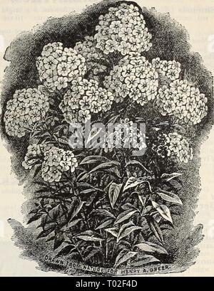 Dreer's garden : calendrier 1900 . dreersgardencale1900henr Année : 1900-HENRTADREER PHILADELPHIAtA PEREXNIAI- HAROY. PHI.OXES. L'Éternelle Phloxes sont parmi les plus utiles et desir- en mesure de nos hardy plantes herbacées, et il devrait en grande partie plantée. Ils réussissent à n'importe quelle position, et peut être utilisé pour l'annonce vantage soit en tant que spécimens uniques dans le mixed border, ou comme de grosses masses ou des lits dans le jardin ou sur la pelouse. (Voir coupe.) Notre collecti(m embrasse les meilleures nouvelles et anciennes variétés. Baecliailte. Crimson-rose foncé ; large et libre. B. Conite. Amarante satiné riche. Coquelicot. Grand, lumineux, rouge orange Banque D'Images