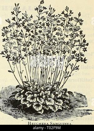 Dreer's garden : calendrier 1903 . dreersgardencale1903henr Année : 1903 rHaiRiradreer m m j'peremmial pbANts HERNIARIA mmmwwW hardy. Glabra. Un produit sur près de moss comme plante, bien adaptés pour la rocaille ou pour les tapis d'appoint ; gain de cause sur le sol les plus pauvres ; les petites fleurs verdâtres ; feuillage tourne au rouge profond en hiver. 15 cts. Chaque ; 1,50 $ par douz. HESPERIS (fusée). riatronalis. Une plante vivace, formant les plantes trapues, stout 3 à 4 pieds de haut, avec des épis terminaux de voyantes fleurs roses en juin et juillet. 15 cts. Chaque ; 1,50 $ par douz. Heuchère (alun racine). Sanguinea. Un pe plus souhaitable Banque D'Images
