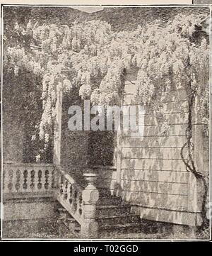 Dreer's garden book 1932 . dreersgardenbook1932henr Année : 1932 Banque D'Images