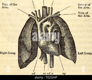 Anatomie et physiologie élémentaires : pour des collèges, des académies, des écoles et d'autres . elementaryanato00hitc Année : 1869 202 Anatomie d'Hitchcock bon nombre des fibres du cœur s'anastomosent, ou inscrivez-vous les uns avec les autres dans de nombreux endroits, comme on le voit dans la Fig. 203. Le cœur est un organe double, un côté étant appelé le sang artériel et veineux, l'autre la gauche et droite ou coeurs, depuis le pour- mer reçoit et propulse le pur ou artériel, tandis que les fibres anastomosées du Cœur humain. Ce dernier fait circuler le sang veineux. Encore une fois, chacune des deux parties ou les coeurs sont divisés en une oreillette et un ventricule. Cce Banque D'Images