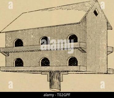 Principes élémentaires de l'agriculture ; un manuel pour les écoles communes . elementaryprinci00ferg Année : 1908 Fig. 121, un bon moyen d'utiliser des boîtes en fer. de rester, de faire un lieu d'éclairage. Une bonne maison pour martins est montré dans Fig. 122. 257. D'autres animaux qui détruisent les insectes. ''Horned frogs' (si elles sont vraiment petites cornes) et les grenouilles vivent sur les insectes, comme, également, la plupart des serpents. Même le vieux serpents de poulet s'waj^ avec beaucoup de fois plus de rats et de souris qu'ils ne le font avec de jeunes poulets. Fig. 122. Une simple maison Martin. Banque D'Images