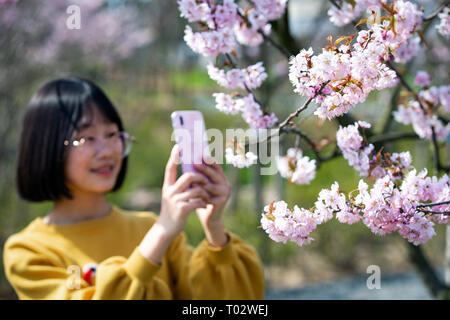 Nanjing, Nanjing, Chine. Mar 17, 2019. Nanjing, Chine-Tulip flowers blossom à Nanjing, à l'est ChinaÃ¢â€ Province de Jiangsu, attirant de nombreux touristes. Crédit : SIPA Asie/ZUMA/Alamy Fil Live News Banque D'Images