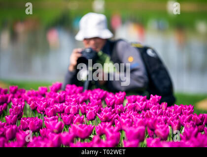 Nanjing, Nanjing, Chine. Mar 17, 2019. Nanjing, Chine-Tulip flowers blossom à Nanjing, à l'est ChinaÃ¢â€ Province de Jiangsu, attirant de nombreux touristes. Crédit : SIPA Asie/ZUMA/Alamy Fil Live News Banque D'Images